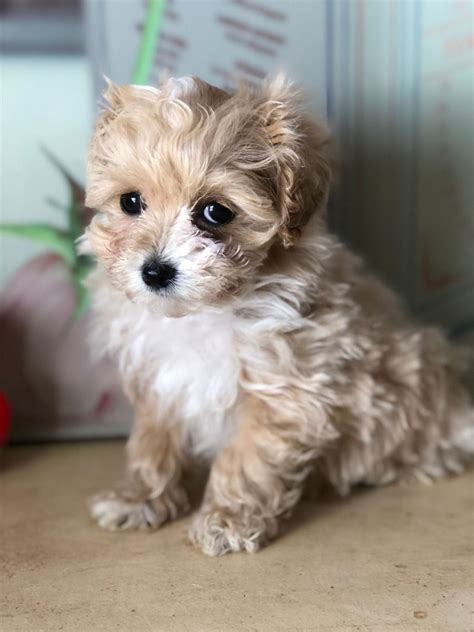 Here are some tips that can help you when youre bringing home a new Shih Tzu pup. . Puppies for sale in pennsylvania